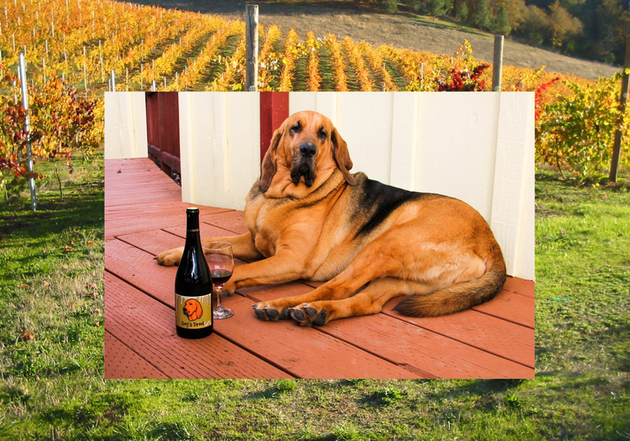 dogs in the vineyard